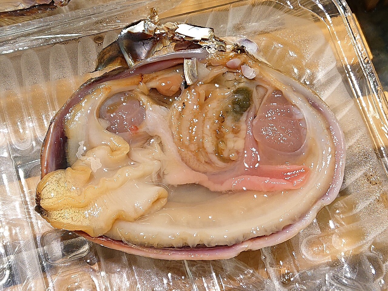 개조개 (Saxidomus purpurata)