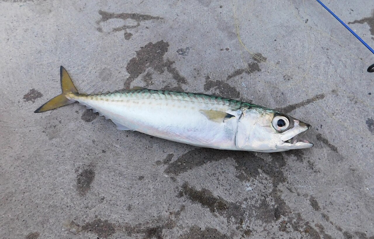 고등어 (Scomber japonicus)