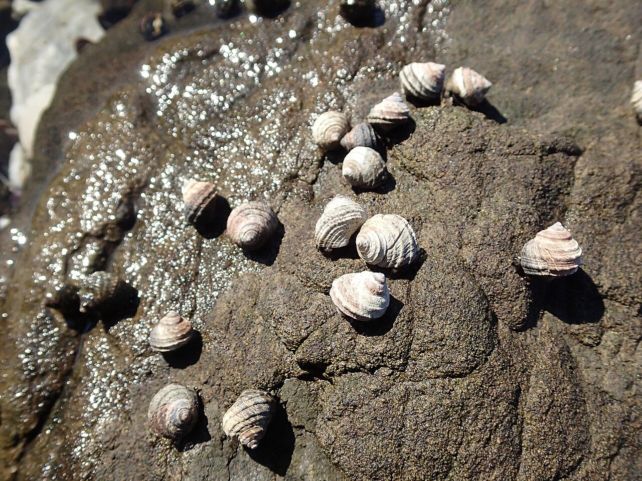 고둥 (Littorina brevicula)