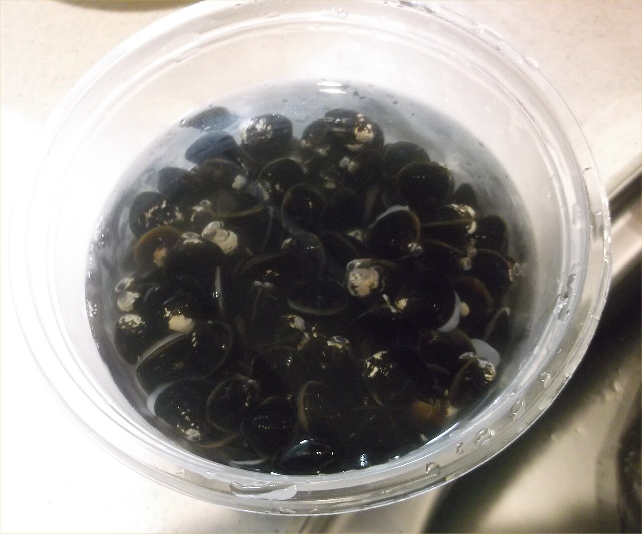 재첩 (Corbicula japonica)