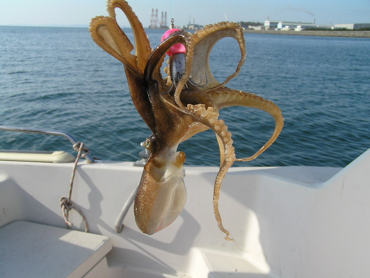 주꾸미 (Amphioctopus fangsiao)